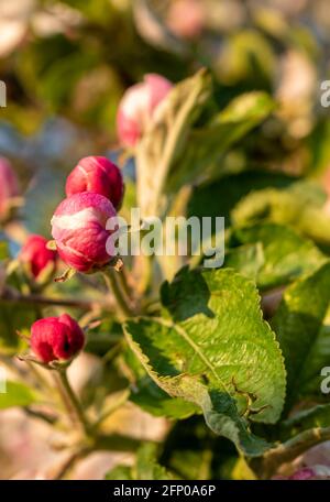 Rosa Apfelbaum blüht im Frühling Stockfoto