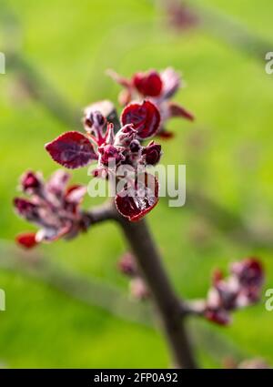 Apfelbaumblüte blüht rot im Frühling Stockfoto