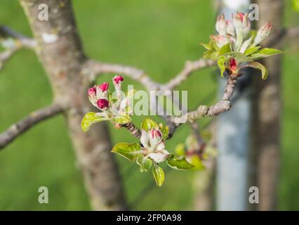 Apfelbaumblüte blüht im Frühling Stockfoto