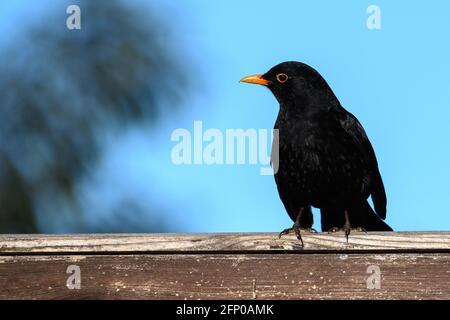 Amsel thront auf einem Zaun Stockfoto