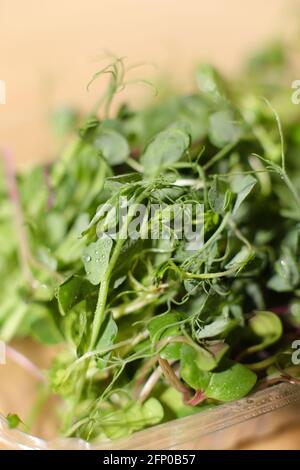 Gekeimt Samen Closu up, konzentrieren sich auf Front-Sprossen. Gesunde Ernährung, Super-Food. Stockfoto