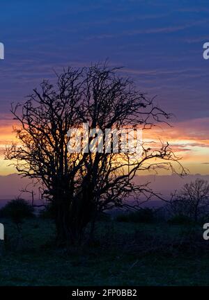 Tree in Sunset über Burrington Ham, Mendip Hills, Somerset Stockfoto