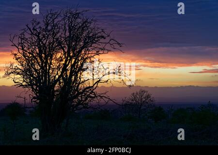 Sonnenuntergang Über Burrington Ham, Mendip Hills, Somerset Stockfoto