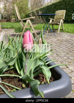 Rosa Tulpe in einem Blumentopf auf einer Steinterrasse mit Zwei Gartenstühle und ein kleiner Tisch Stockfoto