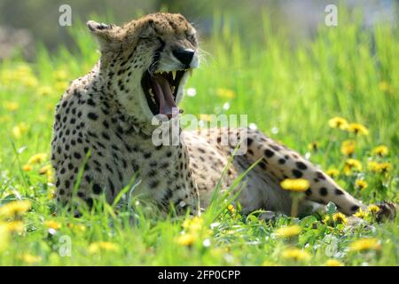 20. Mai 2021, Usti nad Labem, Tschechische Republik: Gepard beim Blick auf die Frühlingsblume an sonnigen Tagen im Zoo von Usti nad Labem in der Tschechischen Republik. (Bild: © Slavek Ruta/ZUMA Wire) Stockfoto