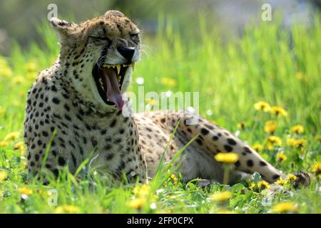 20. Mai 2021, Usti nad Labem, Tschechische Republik: Gepard beim Blick auf die Frühlingsblume an sonnigen Tagen im Zoo von Usti nad Labem in der Tschechischen Republik. (Bild: © Slavek Ruta/ZUMA Wire) Stockfoto