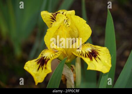 Nahaufnahme einer gelben ungarischen Iris, die im Garten blüht Stockfoto