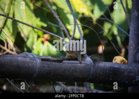 Orangenbauchige Himalaya-Eichhörnchen, Dremomys lokriah, Okre, Sikkim, Indien Stockfoto