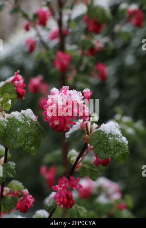 Rosa frühen Frühling Blumen mit einer dünnen Schicht von bedeckt Schnee Stockfoto