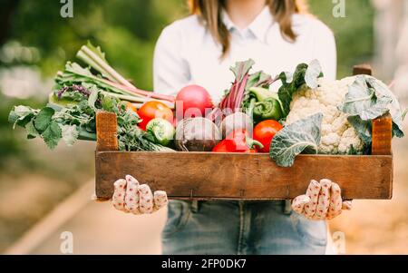 Nicht erkennbare Frau in Handschuhen, die eine Holzkiste mit verschiedenen Gemüsesorten vorführt Während der Arbeit auf dem Bauernhof Stockfoto