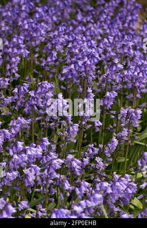 Im Frühjahr kann Bluebell dicke Teppiche auf Waldböden bilden. Sie müssen blühen und bestäuben, bevor das Baumblattdach das Licht abschneidet Stockfoto