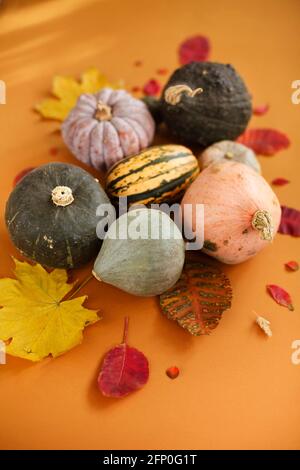 Draufsicht auf kleine reife Kürbisse und verwelkte Herbstblätter Im Kreis auf orangefarbenem Hintergrund angeordnet Stockfoto