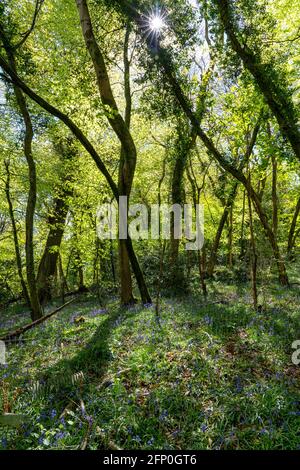 Sonneneinstrahlung filtert im Mai durch frisch begrünte Baumkronen eines englischen Waldes - Somerset UK Stockfoto