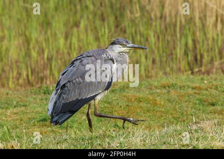 Ein junger Graureiher, Ardea cinerea, der über ein Feld geht, Großbritannien Stockfoto