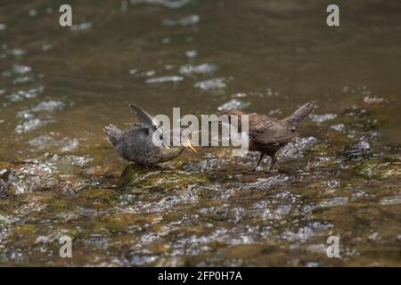 Dipper juvenile wird von einem Erwachsenen in einem Bach gefüttert In Schottland Stockfoto