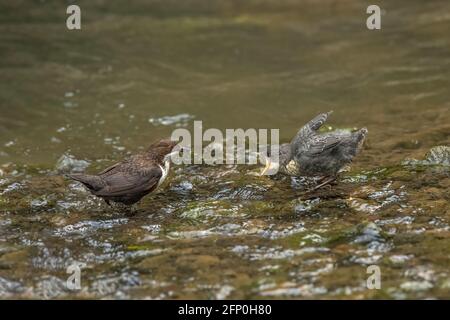 Dipper juvenile wird von einem Erwachsenen in einem Bach gefüttert In Schottland Stockfoto