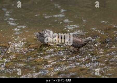 Dipper juvenile wird von einem Erwachsenen in einem Bach gefüttert In Schottland Stockfoto