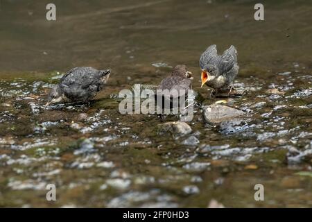 Dipper juvenile wird von einem Erwachsenen in einem Bach gefüttert In Schottland Stockfoto