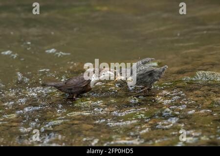 Dipper juvenile wird von einem Erwachsenen in einem Bach gefüttert In Schottland Stockfoto