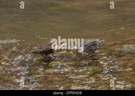 Dipper juvenile wird von einem Erwachsenen in einem Bach gefüttert In Schottland Stockfoto