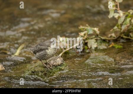 Dipper juvenile wird von einem Erwachsenen in einem Bach gefüttert In Schottland Stockfoto