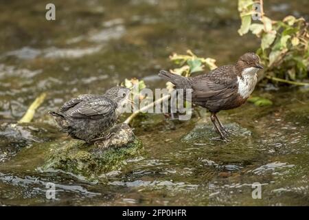 Dipper juvenile wird von einem Erwachsenen in einem Bach gefüttert In Schottland Stockfoto