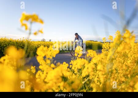 Radfahrer neben schönen gelben Rapsblüten Stockfoto