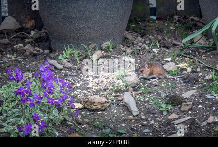 Maus im Garten Essen Lebensmittel vom Vogeltisch gefallen. Nagetierpest. Feldmaus aka Apodemus sylvaticus) Stockfoto