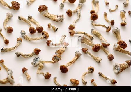 Mikrodosierkonzept. Trockene Psilocybin-Pilze auf weißem Hintergrund. Psychedelisch, überwältigend, magischer Pilz. Medizinische Verwendung. Stockfoto