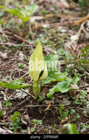 Lords and Ladies (Arum maculatum), auch bekannt als Wild Arum oder Cuckoo Pint Stockfoto