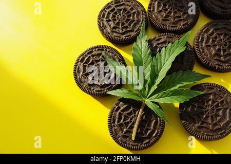 Marihuana-Blatt und Süßigkeiten auf gelbem Hintergrund. Cannabiskeks schließen von Sonnenlicht beleuchtet. Hanf Erholung, Canna Küche, Zeitvertreib. Stockfoto