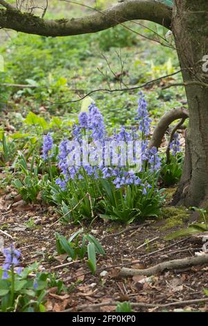 Spanisch oder Garten bluebell (Scilla hispanica), ein Garten entkommen jetzt in Großbritannien eingebürgert Stockfoto