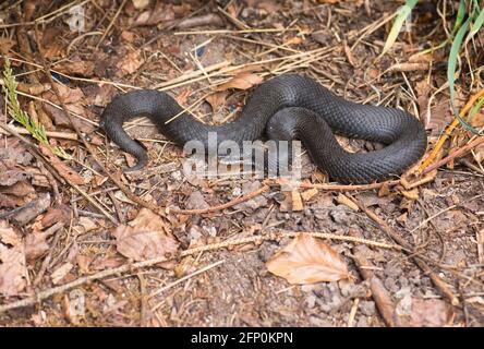 Adder (Vipera berus), auch bekannt als die Gemeine oder Nordviper. Schwarze oder fast schwarze Individuen sind in einigen Populationen nicht ungewöhnlich Stockfoto