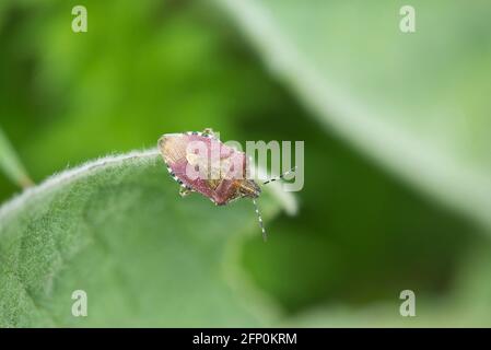 Schlehenwanze (Dolycoris baccarum), eine häufige und weit verbreitete Art von Schildwanze, die auf einer Vielzahl von Pflanzen gefunden wird Stockfoto
