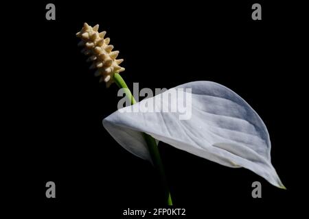 Peace Lilly Blume vor schwarzem Hintergrund gesetzt Stockfoto