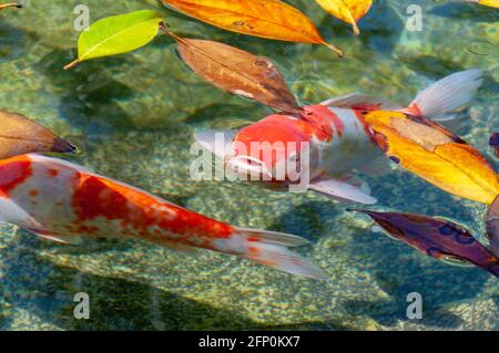 Koi-Karpfen in einem Teich mit abgefallenen Blättern auf der Wasseroberfläche. Wunderschöner Koi-Fisch. Blick Auf Den Koi-Karpfen Beim Schwimmen Im Teich Stockfoto