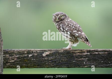 Kleine Eule, Athene noctua, Einzelvögel auf dem Postweg, Worcestershire, Mai 2021 Stockfoto