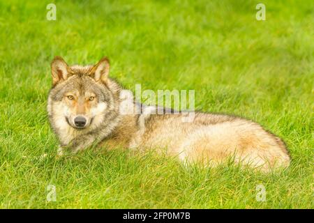 Grauer europäischer Wolf (Canis lupus lupus) im Sitzen Stockfoto