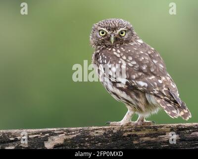 Kleine Eule, Athene noctua, Einzelvögel auf dem Postweg, Worcestershire, Mai 2021 Stockfoto