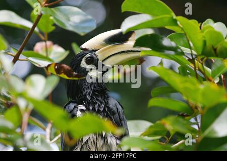 Koh Kong, Kambodscha. Juni 2019. Orinetal Pied Hornbill (Anthracoceros albirostris) guckelt durch die Vegetation der Provinz Koh Kong. Kredit: SOPA Images Limited/Alamy Live Nachrichten Stockfoto