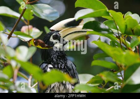 Koh Kong, Kambodscha. Juni 2019. Orinetal Pied Hornbill (Anthracoceros albirostris) guckelt durch die Vegetation der Provinz Koh Kong. Kredit: Joshua Prieto/SOPA Images/ZUMA Wire/Alamy Live Nachrichten Stockfoto