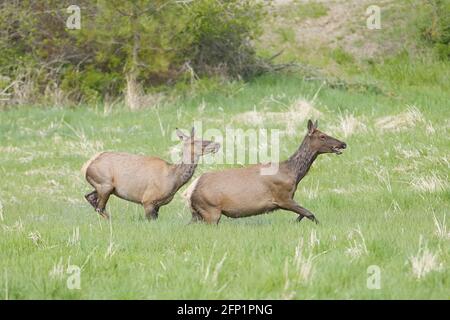 Zwei Elche laufen über ein Grasfeld in der Nähe von Coeur d'Alene, Idaho. Stockfoto