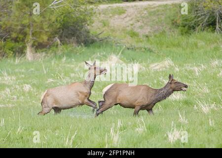 Zwei Elche laufen über ein Grasfeld in der Nähe von Coeur d'Alene, Idaho. Stockfoto