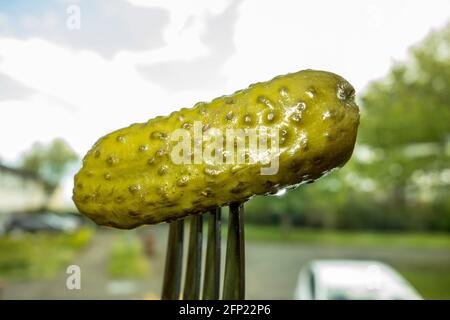 Eingelegte Gurke auf einer Gabel Stockfoto