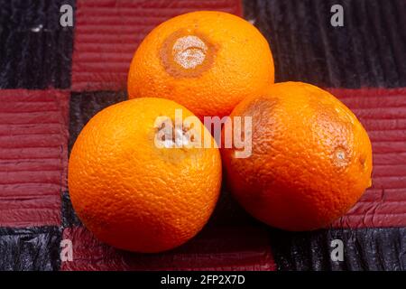 Schimmelig verfaulte Orange isoliert auf Holzfond. Stockfoto