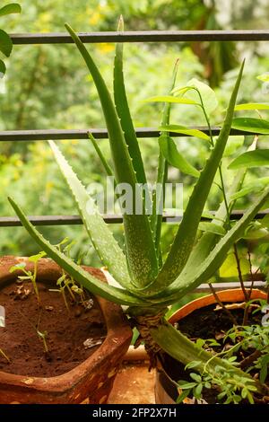 aloe Vera Pflanze im Topf. Grüner Hintergrund. Stockfoto