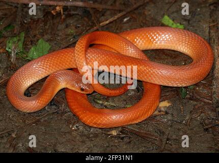 Korallenrote Kukri-Schlange (Oligodon kheriensis) in ihrem Lebensraum. Stockfoto