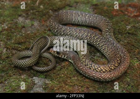 Eine subadulte indische Rattenschlange (Ptyas mucosa) in gewickelter Pose. Stockfoto