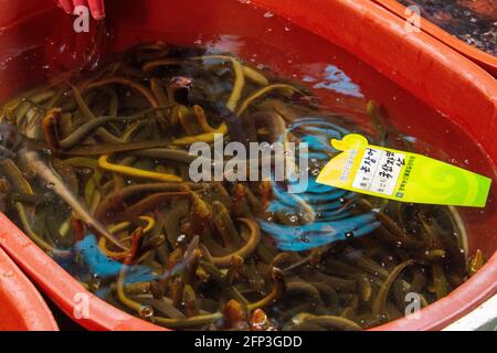 Aale und andere frische Meeresfrüchte werden auf einem Markt in Südkorea verkauft. Stockfoto