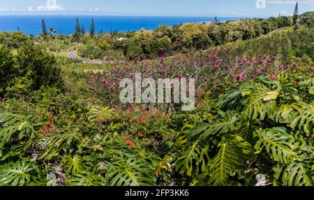 Tropische Pflanzen umgeben die Kaffeebäume am Berghang über dem Pazifischen Ozean, Holualoa, Hawaii, USA Stockfoto